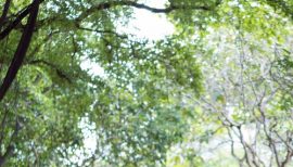 femme en plein running dans les bois